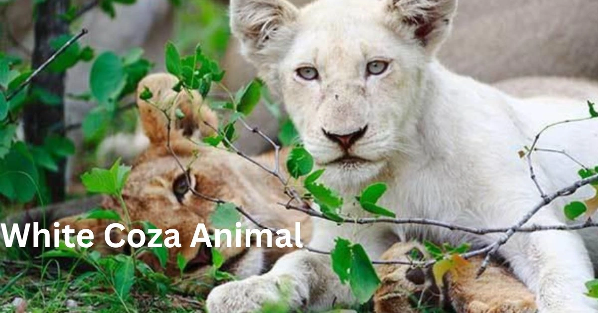 White Coza Animal